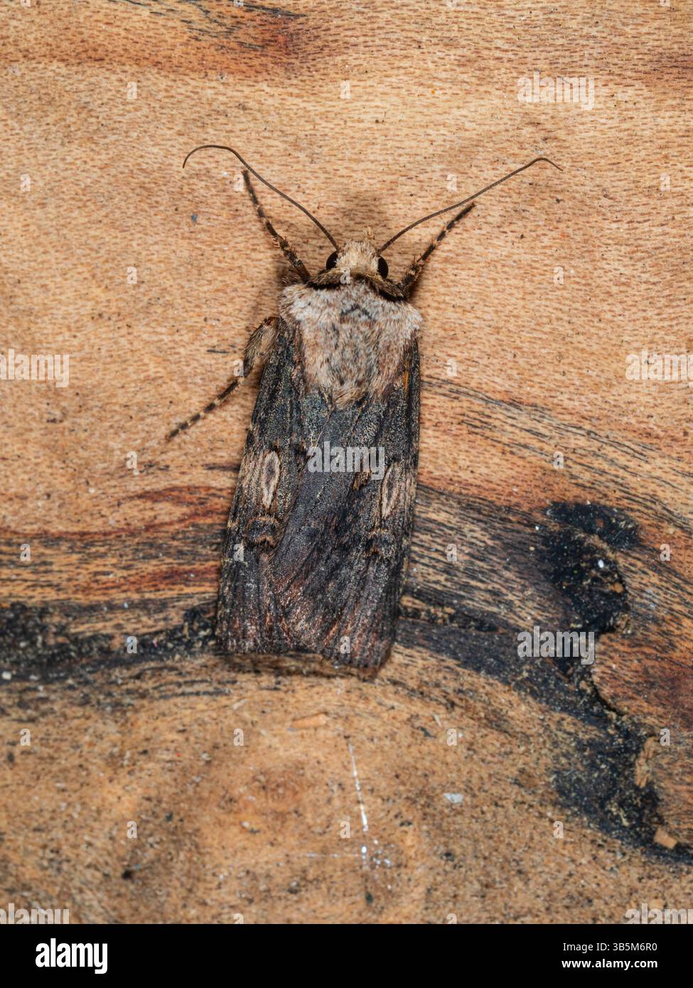 Forme sombre du printemps à l'automne Flying Shuttle Moth en forme de navette, Agrostis puta, dans un jardin de Plymouth, Royaume-Uni Banque D'Images