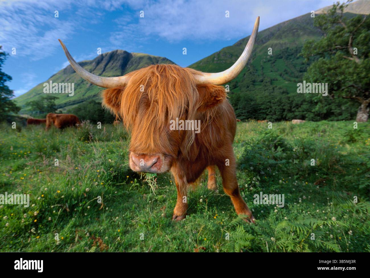 Femelle de vache des Highlands (Bos taurus) en pâturage, Glen Nevis, Inverness-Shire, Écosse, juin 2001 Banque D'Images