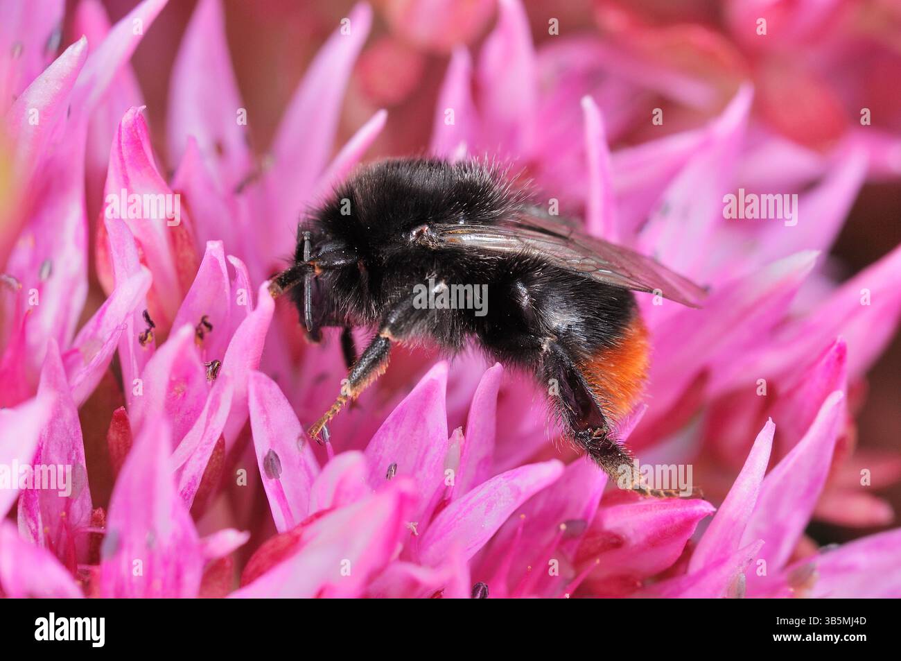 Bumblebee à queue rouge (Bombus lapidarius) se nourrissant de sedum cultivé dans le jardin, Berwickshire, Écosse, juillet Banque D'Images