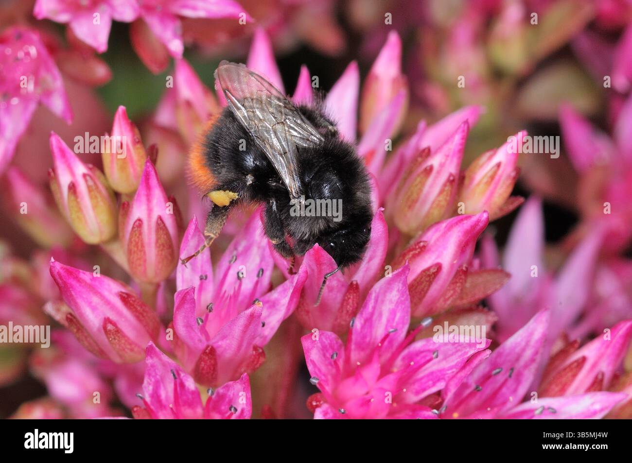 Bumblebee à queue rouge (Bombus lapidarius) se nourrissant de sedum cultivé dans le jardin, Berwickshire, Écosse, juillet Banque D'Images