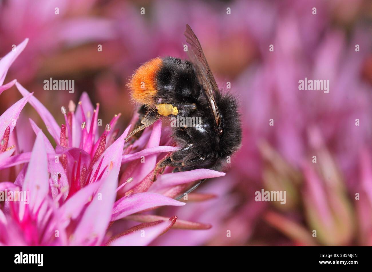 Bumblebee à queue rouge (Bombus lapidarius) se nourrissant de sedum cultivé dans le jardin, Berwickshire, Écosse, juillet Banque D'Images