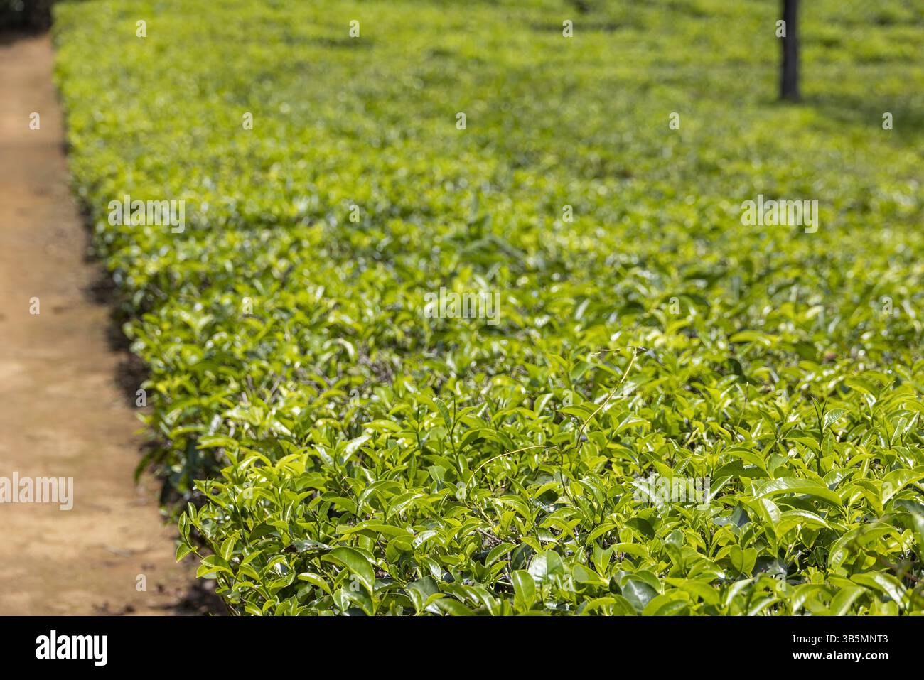 Plantation de thé vert luxuriant sous le ciel bleu dans les hauts plateaux du Sri Lanka en été Banque D'Images