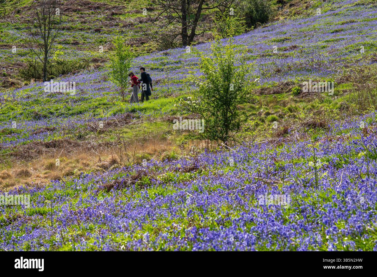 Rydal, Cumbria, Royaume-Uni. 2 mai 2025. Un tapis de bluebells à Rydal dans le Lake District, Cumbria, Royaume-Uni crédit : John Eveson/Alamy Live News Banque D'Images