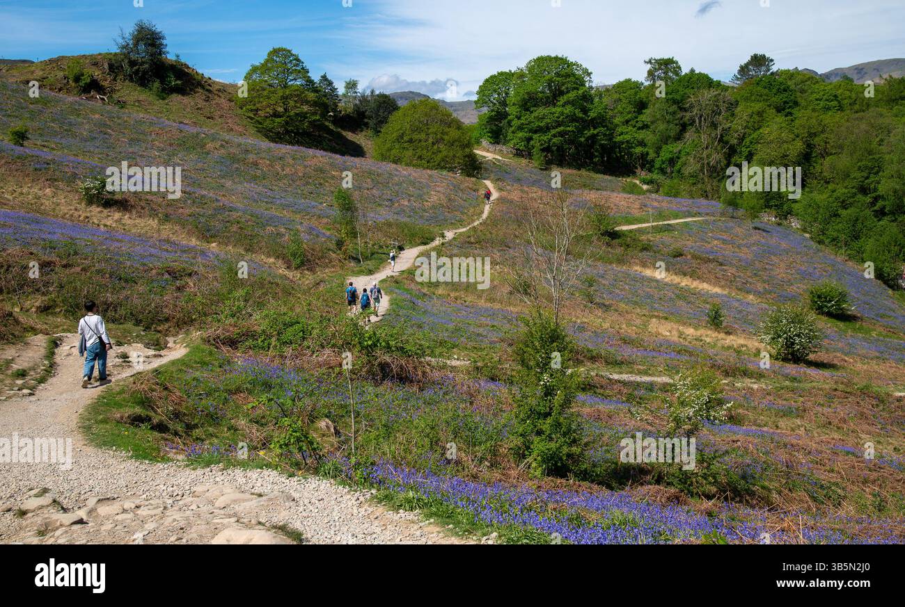 Rydal, Cumbria, Royaume-Uni. 2 mai 2025. Un tapis de bluebells à Rydal dans le Lake District, Cumbria, Royaume-Uni crédit : John Eveson/Alamy Live News Banque D'Images