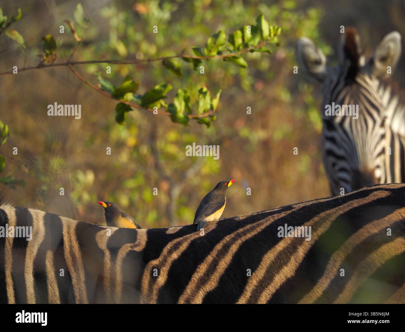 Symbiose africaine Banque D'Images
