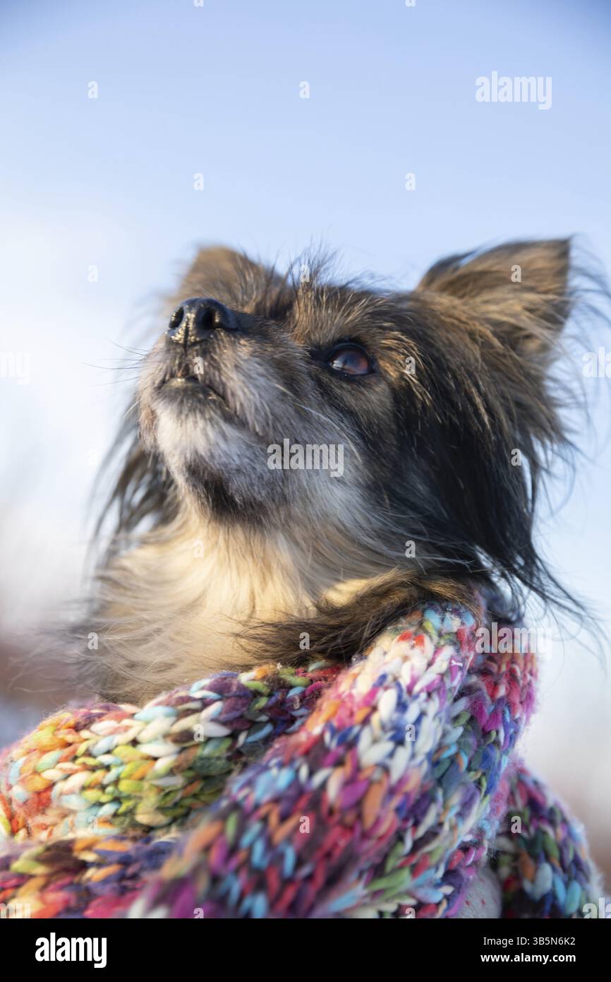 Portrait d'un chien de petite race shaggy regardant vers le haut. Tête du chien vue d'en bas. Vue de dessous. Le chien est enveloppé dans une laine tricotée colorée Banque D'Images