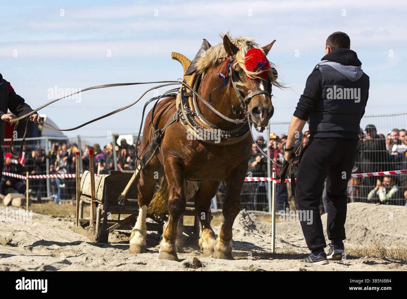 Les chevaux et leurs propriétaires participent à un tournoi heavy pull. Les animaux doivent tirer une charge de centaines de kilogrammes sur une piste de 30 M. Banque D'Images Les chevaux et leurs propriétaires participent à un tournoi heavy pull. Les animaux doivent tirer une charge de centaines de kilogrammes sur une piste de 30 M. Banque D'Images