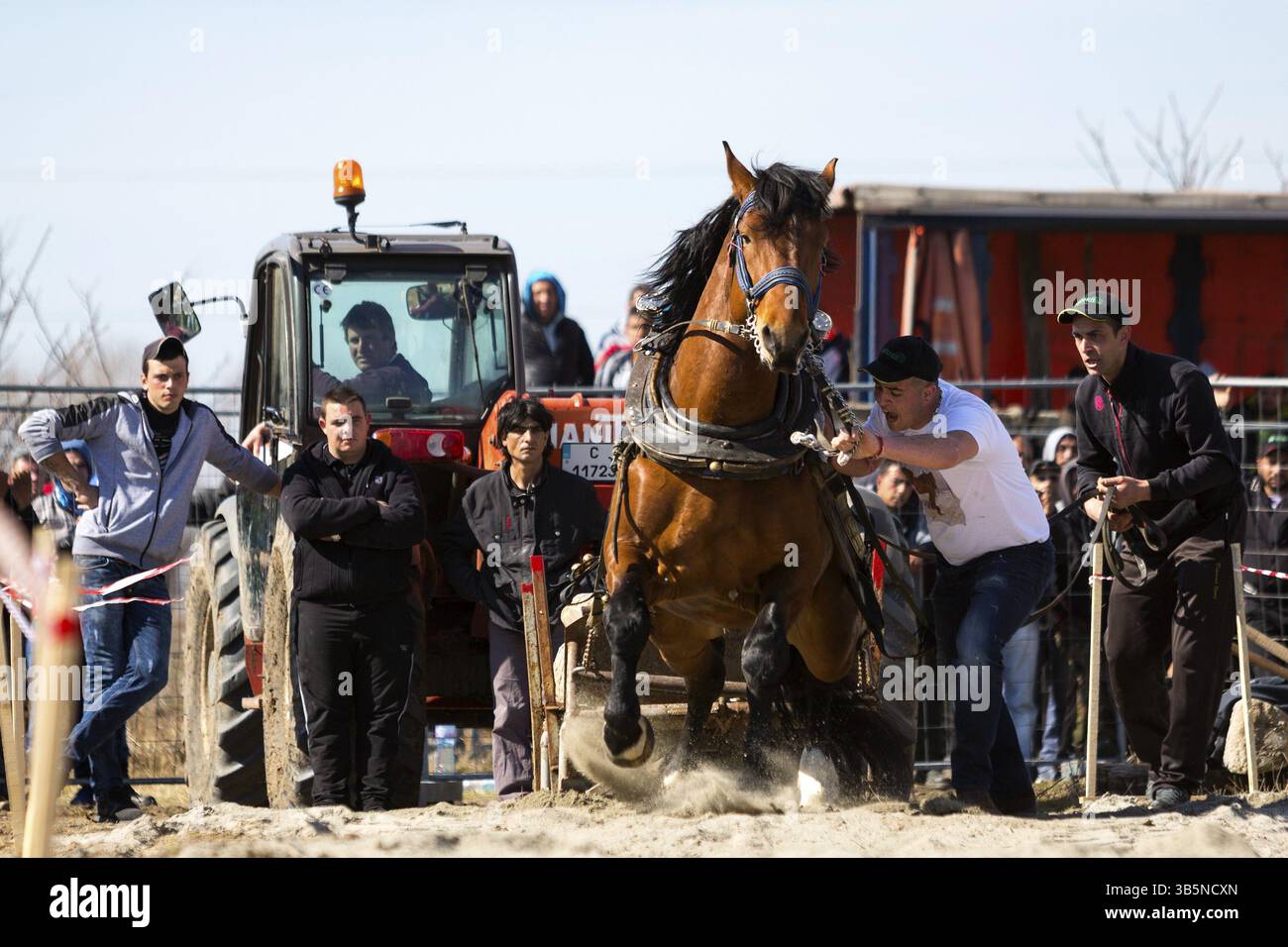 Sofia, Bulgarie - 3 mars, 2017 : les chevaux et leurs propriétaires participent à un tournoi de tirer lourd. Les animaux doit tirer une charge de centaines de kilogra Banque D'Images Sofia, Bulgarie - 3 mars, 2017 : les chevaux et leurs propriétaires participent à un tournoi de tirer lourd. Les animaux doit tirer une charge de centaines de kilogra Banque D'Images