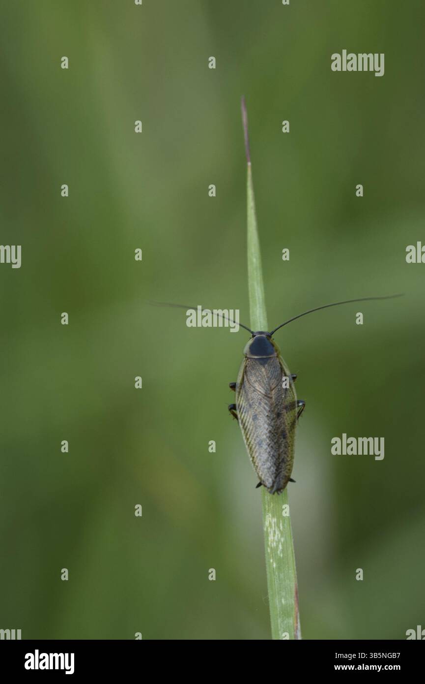 (Ectobius lapponicus cafard sombre) Banque D'Images