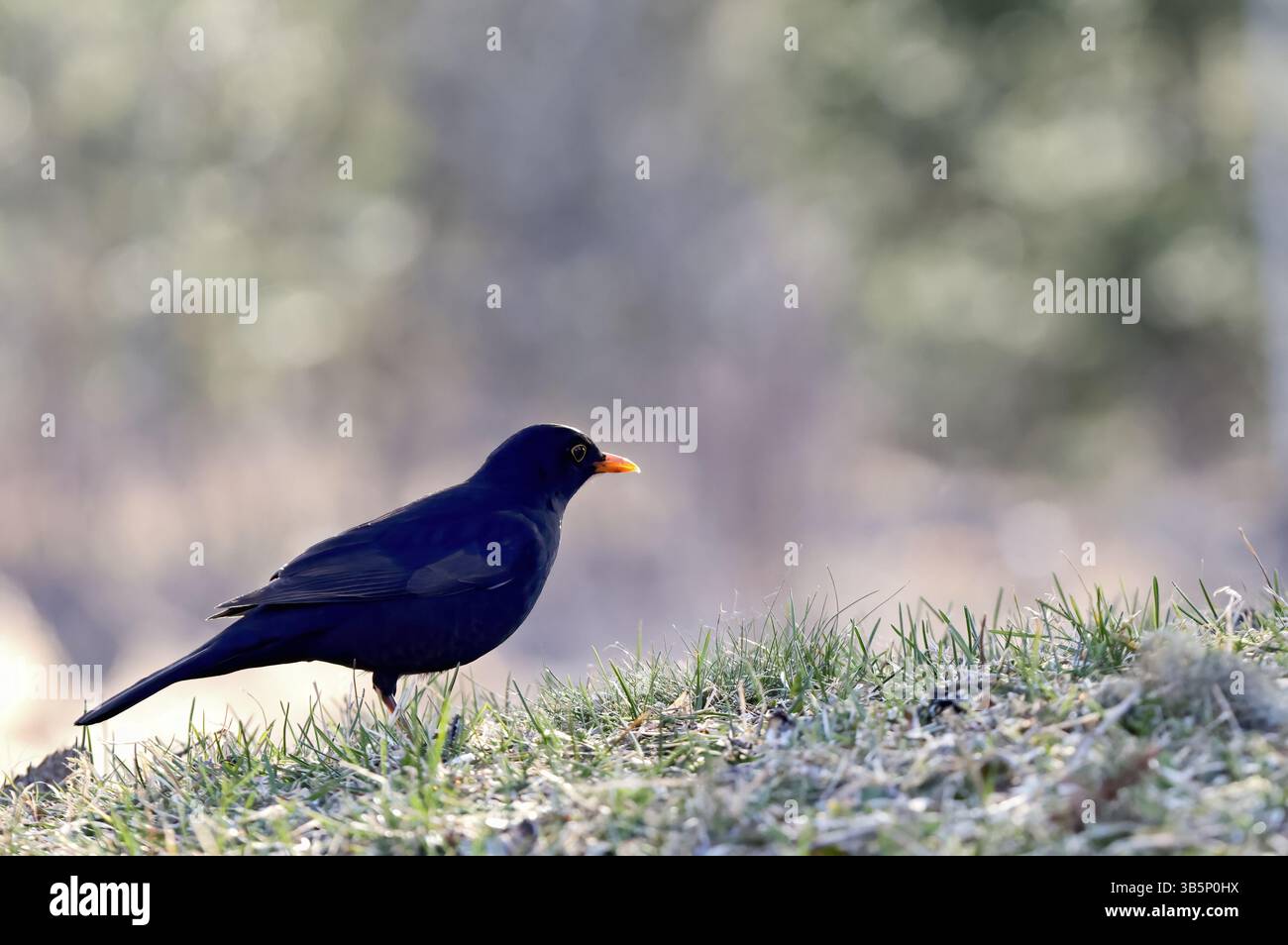 Mâle oiseau noir eurasien à la recherche de nourriture par temps froid du printemps Banque D'Images