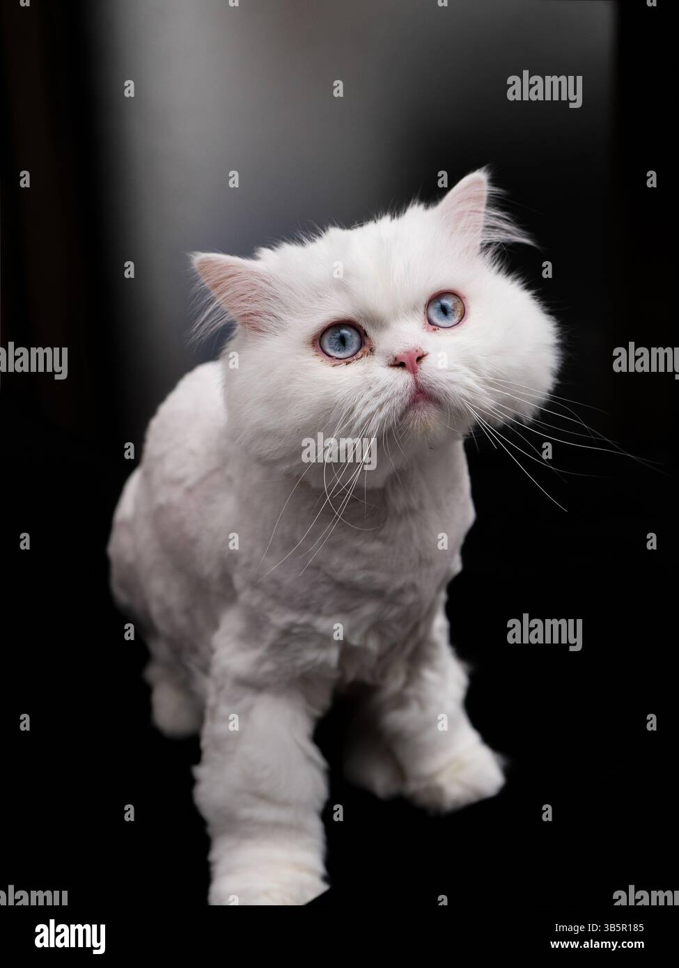 Chat blanc Banque D'Images