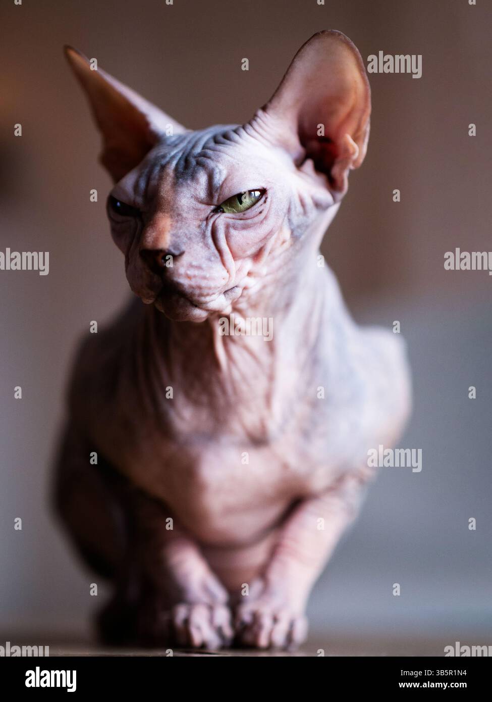 Chat Sphynx Banque D'Images
