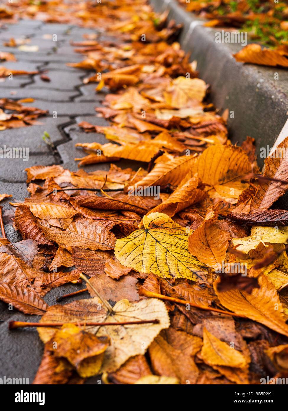 Feuilles d'automne tombées le long de Curbside Banque D'Images