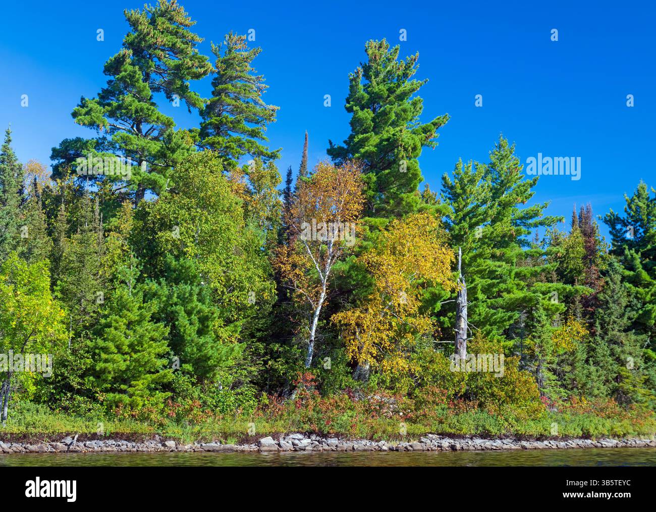 L'automne commence dans les grands bois du Nord sur le lac Saganaga dans le Minnesota Banque D'Images