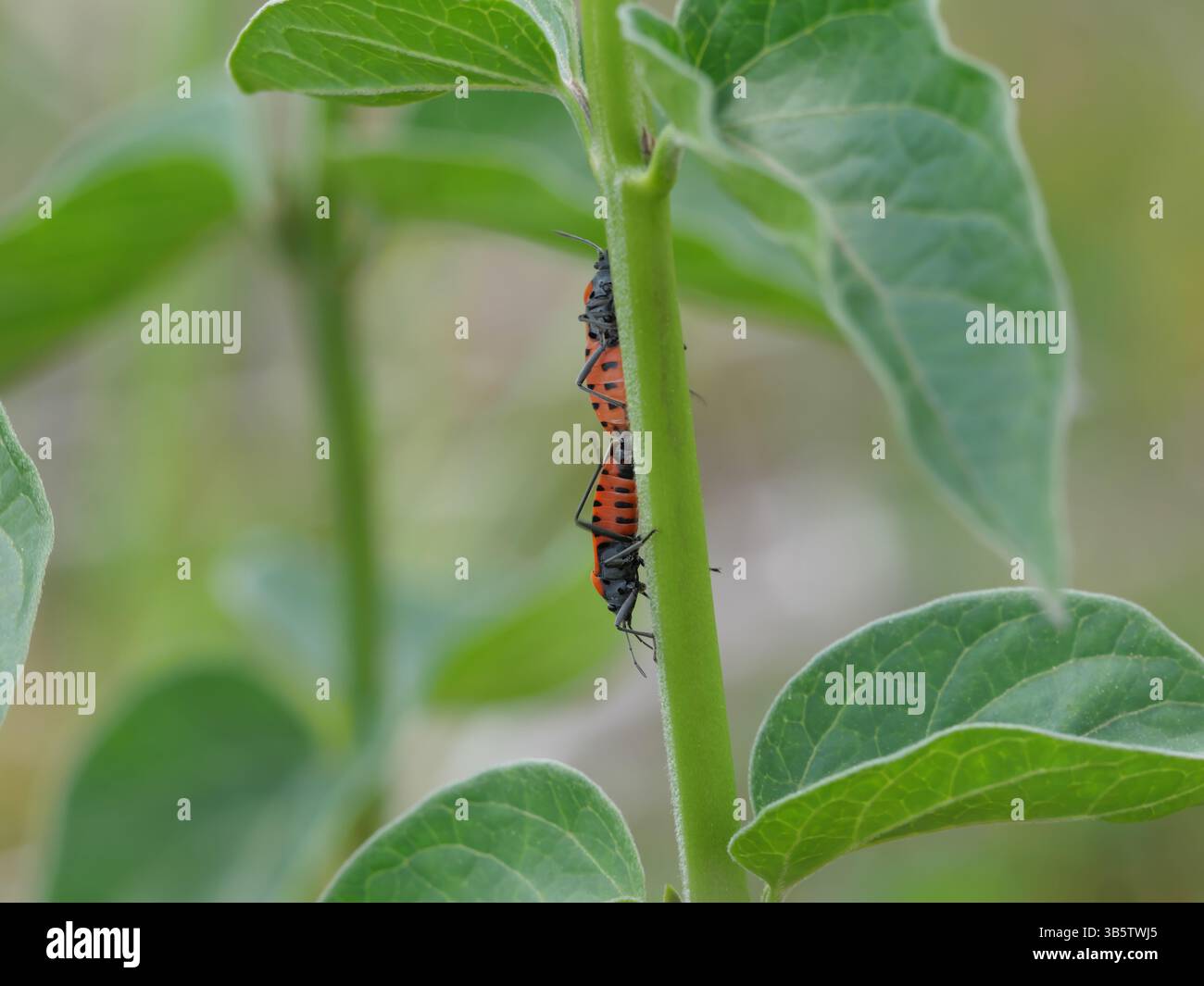 Une paire de punaises rouges communes Pyrrhocoris apterus s'accouplant sur une plante verte Banque D'Images