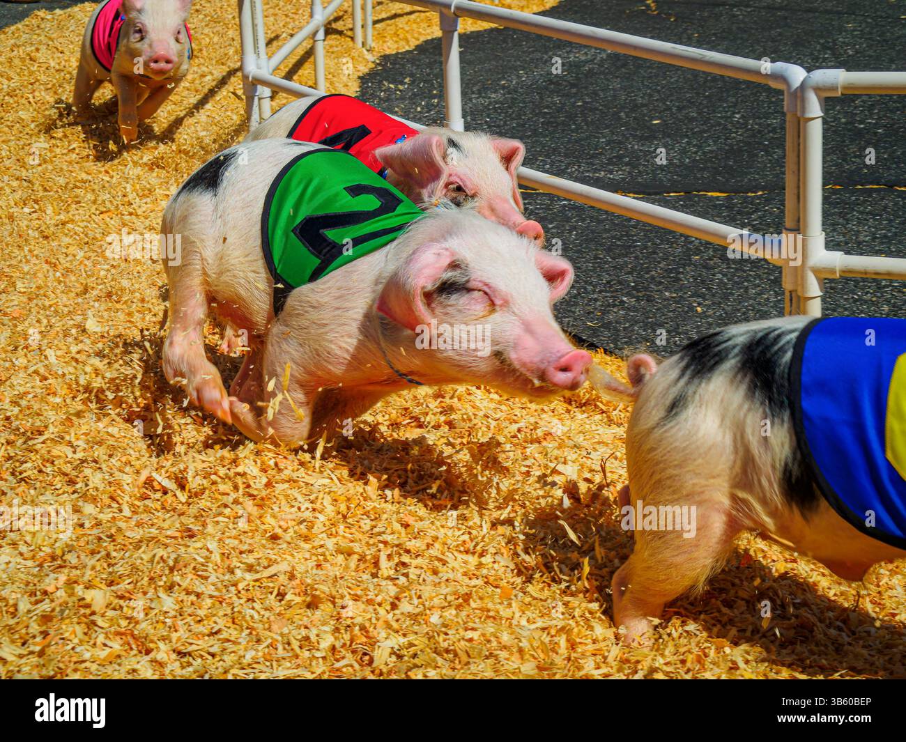 Les porcelets se sont alignés pour le All-Alaskan Racing Pigs Event à la foire du comté de San Mateo, le 9 juin 2024 Banque D'Images