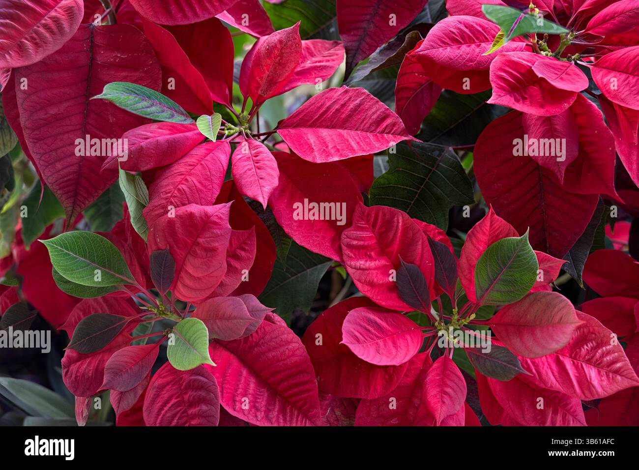 Gros plan de fleurs et de feuilles de poinsettia rouges (Euphorbia pulcherrima) à Mérida, Mexique Banque D'Images