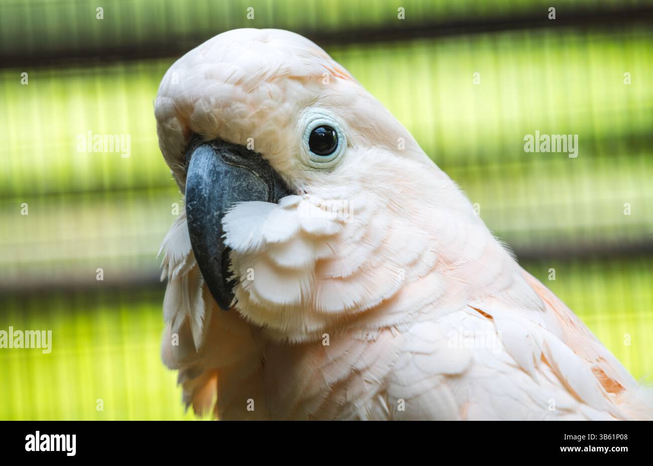 Gros plan sur l'oiseau Salmon-Crested Cockatoo au zoo de Dehiwal. Banque D'Images