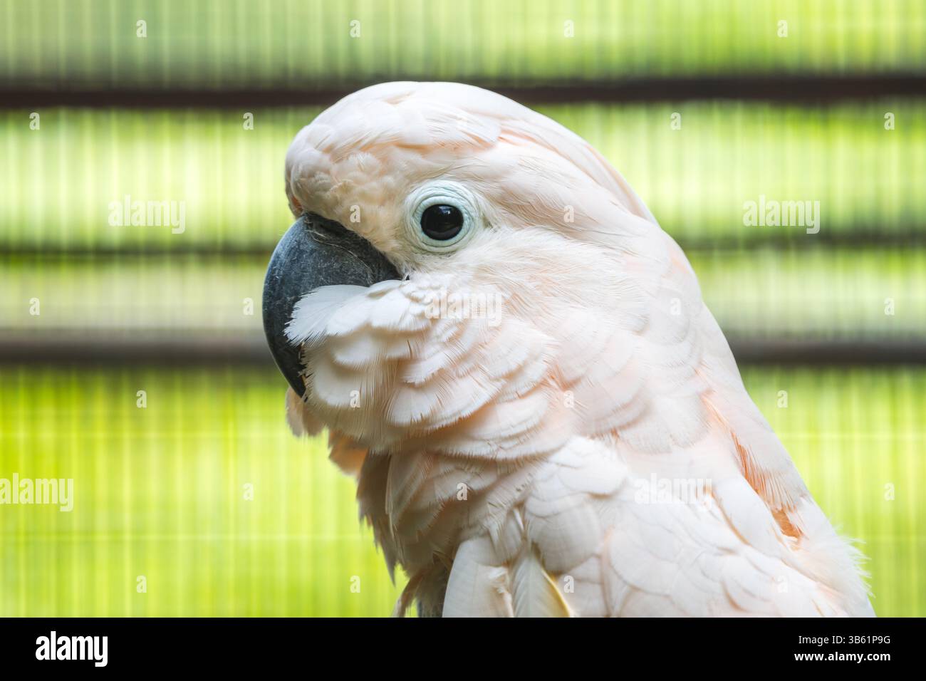 Gros plan sur l'oiseau Salmon-Crested Cockatoo au zoo de Dehiwal. Banque D'Images