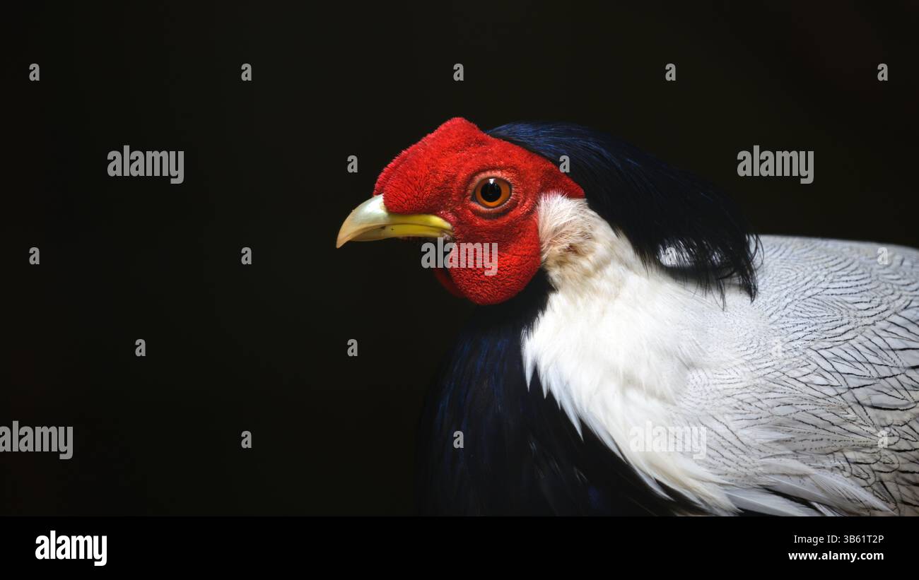 Homme oiseau Pheasant argenté (Lophura nycthemera) gros plan sur fond sombre. Banque D'Images