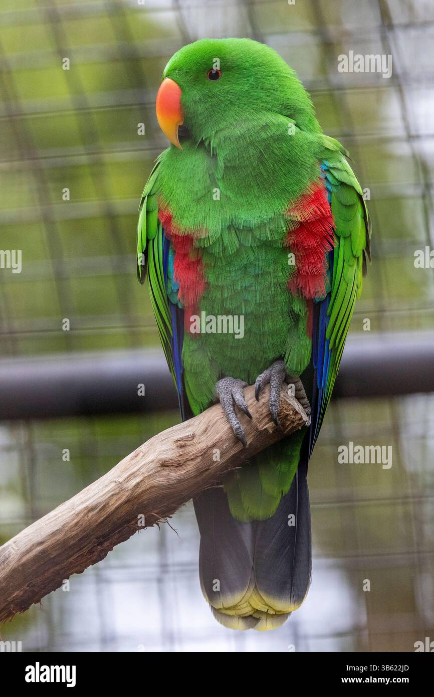 Perroquet Eclectus mâle captif perché dans l'avairy Banque D'Images