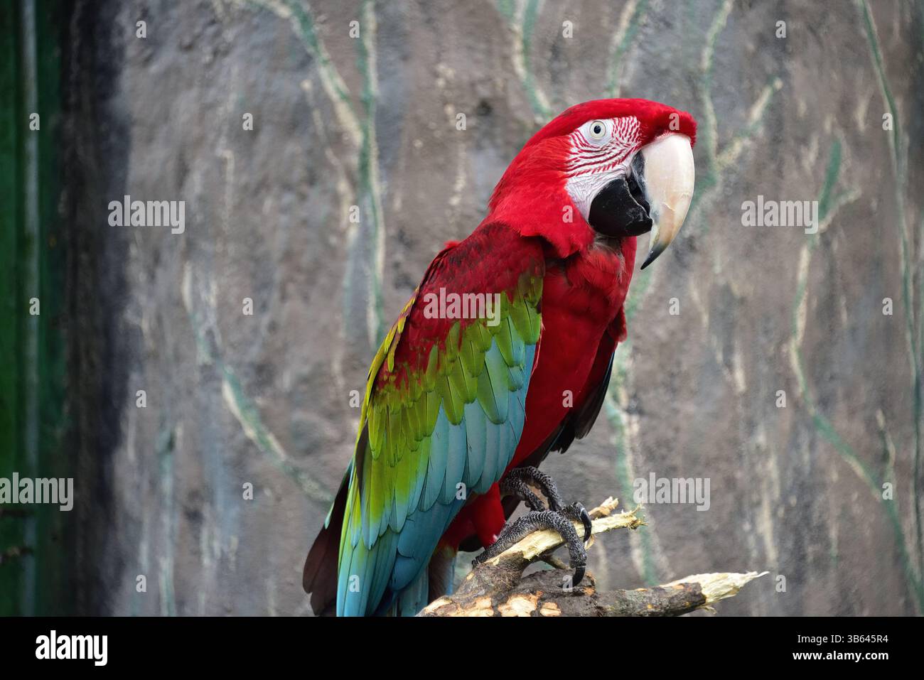 Green-winged Macaw Banque D'Images