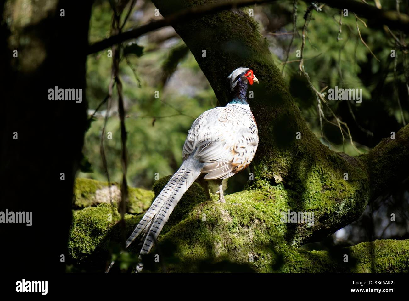 Faisan blanc perché sur une branche d'arbre moussue dans un cadre boisé. Leith Hill, Angleterre Banque D'Images