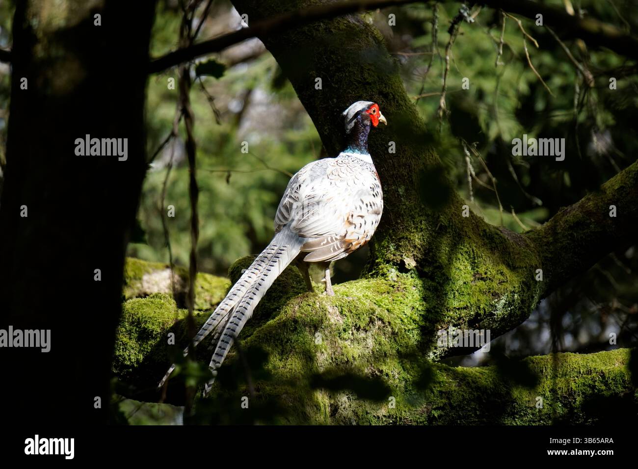 Faisan blanc perché sur une branche d'arbre moussue dans un cadre boisé. Leith Hill, Angleterre Banque D'Images
