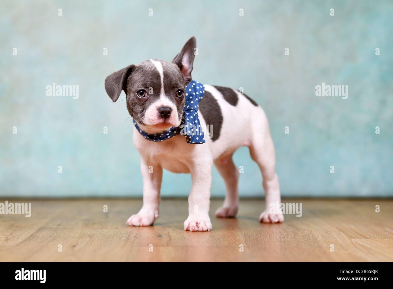 Mignon pied bouledogue français chiot avec une oreille suspendue et noeud papillon devant le fond de studio Banque D'Images
