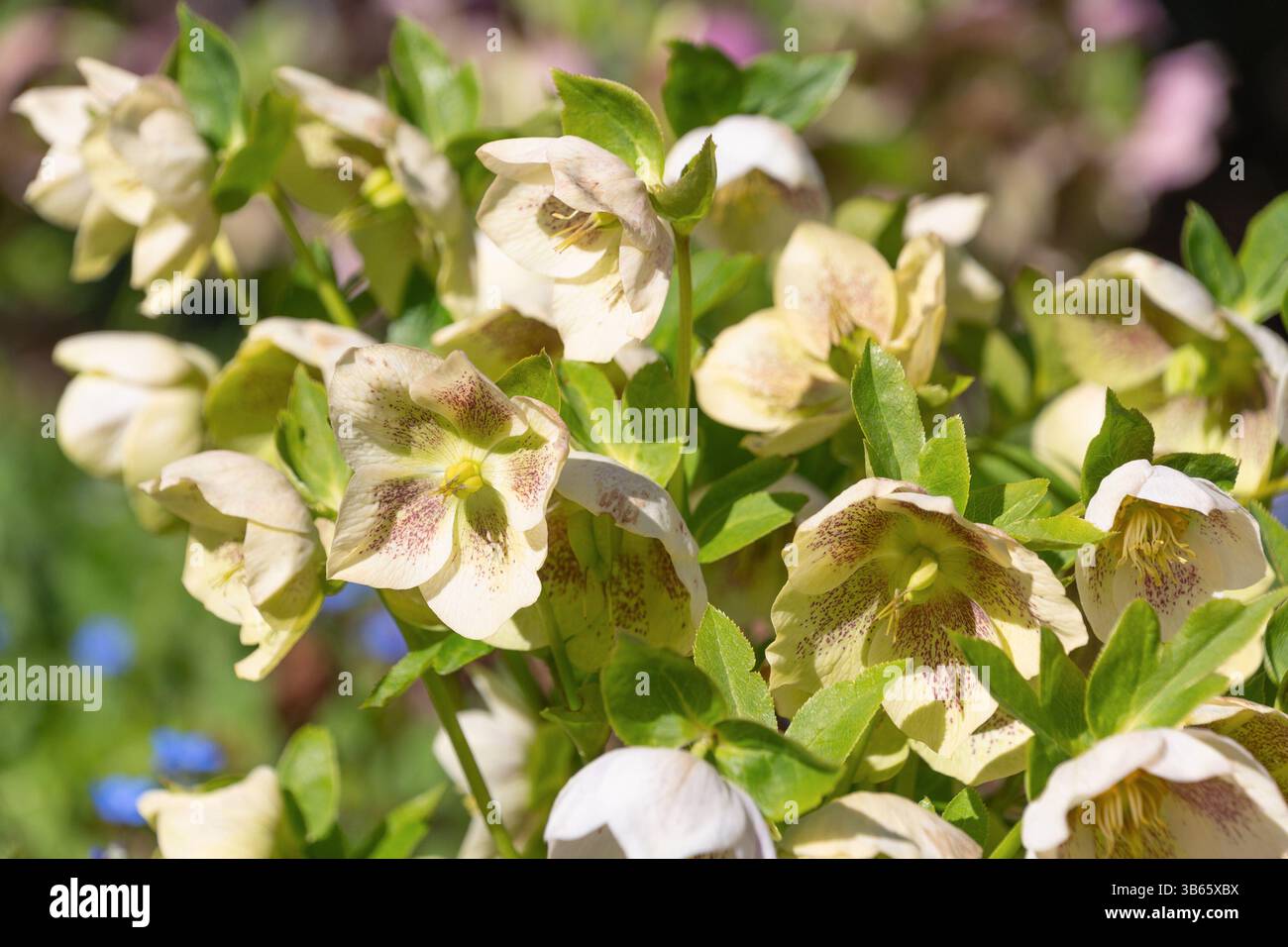 Belles fleurs blanches Helleborus orientalis. Le Carême s'est levé. Fleurs de jardin. Banque D'Images