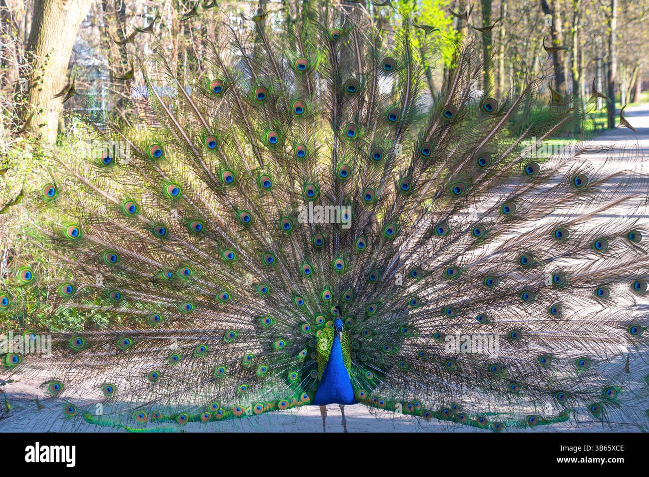 Le perruque indien (Pavo cristatus), perruque bleue. le nacre commun a étendu sa queue. Comportement des oiseaux. Beau plumage. Banque D'Images