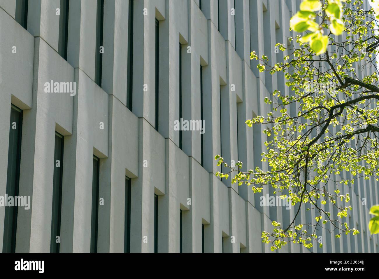 Branches avec des feuilles vertes sur le fond d'un bâtiment moderne en béton. Ville verte. Banque D'Images