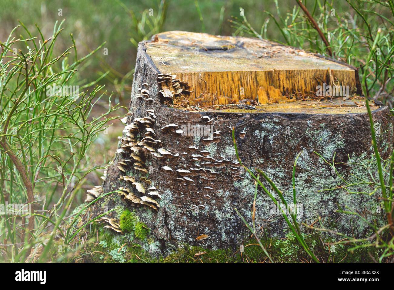 Souche d'arbre moussue avec champignons de plateau, écorce rugueuse, lichen pâle, entouré de végétation verte. vie forestière. Banque D'Images