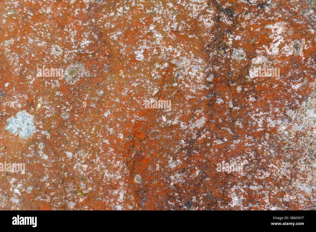 Gros plan d'une surface rocheuse recouverte d'un lichen orange éclatant. Les motifs naturels et les textures. Arrière-plans Banque D'Images