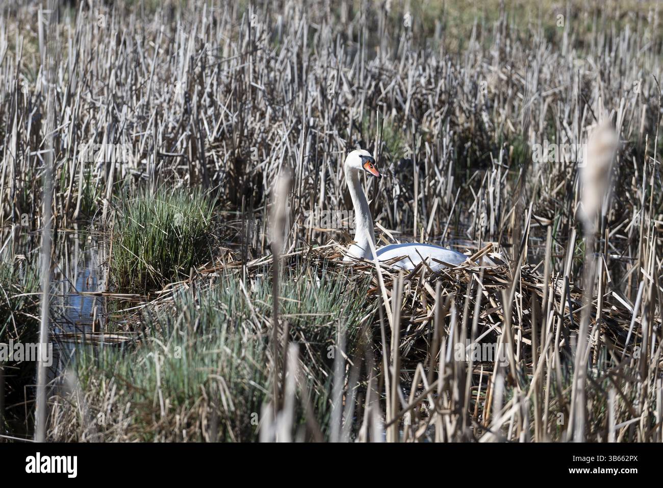 Cygne muet (Cygnus olor) reproduction sur le nid dans la ceinture de roseaux du lac, Brandebourg, Allemagne, Europe Banque D'Images