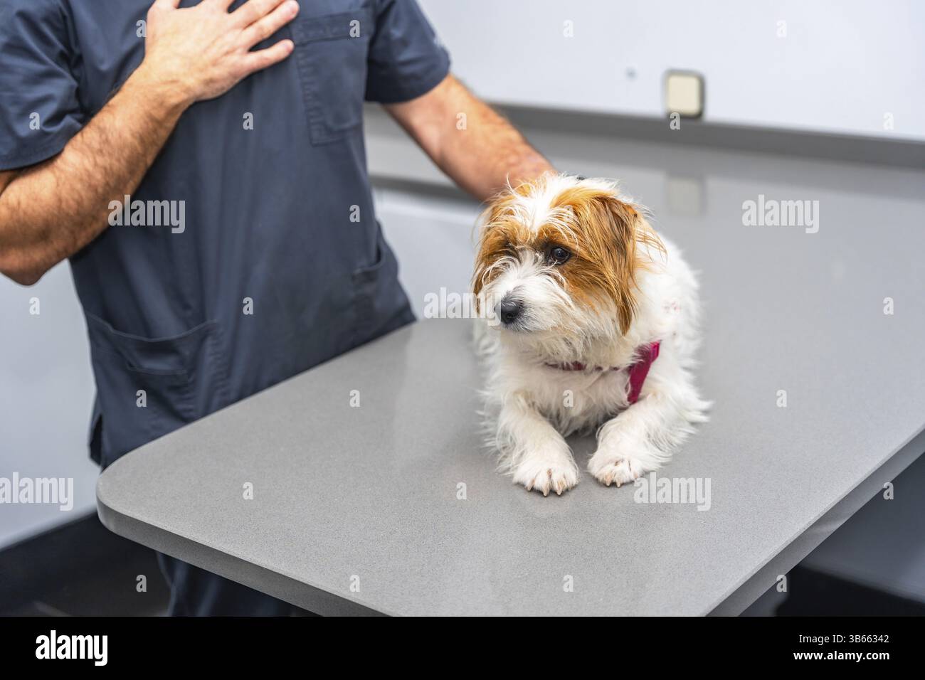 Petit chien allongé sur la table d'examen pendant que le vétérinaire effectue le check-up dans la clinique vétérinaire moderne Banque D'Images