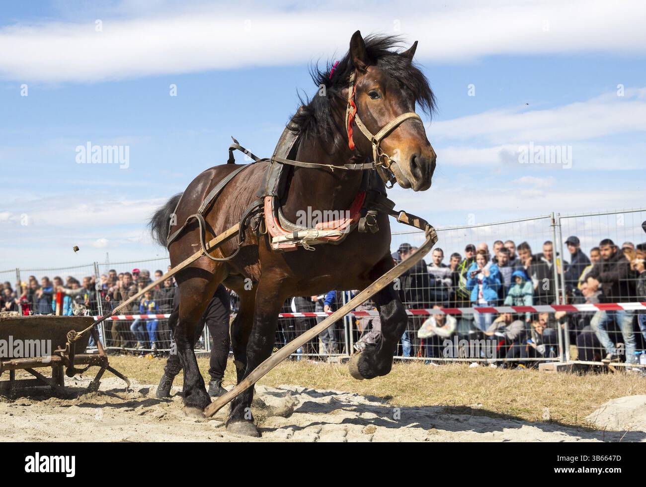 Les chevaux et leurs propriétaires participent à un tournoi heavy pull. Les animaux doivent tirer une charge de centaines de kilogrammes sur une piste de 30 M. Banque D'Images Les chevaux et leurs propriétaires participent à un tournoi heavy pull. Les animaux doivent tirer une charge de centaines de kilogrammes sur une piste de 30 M. Banque D'Images
