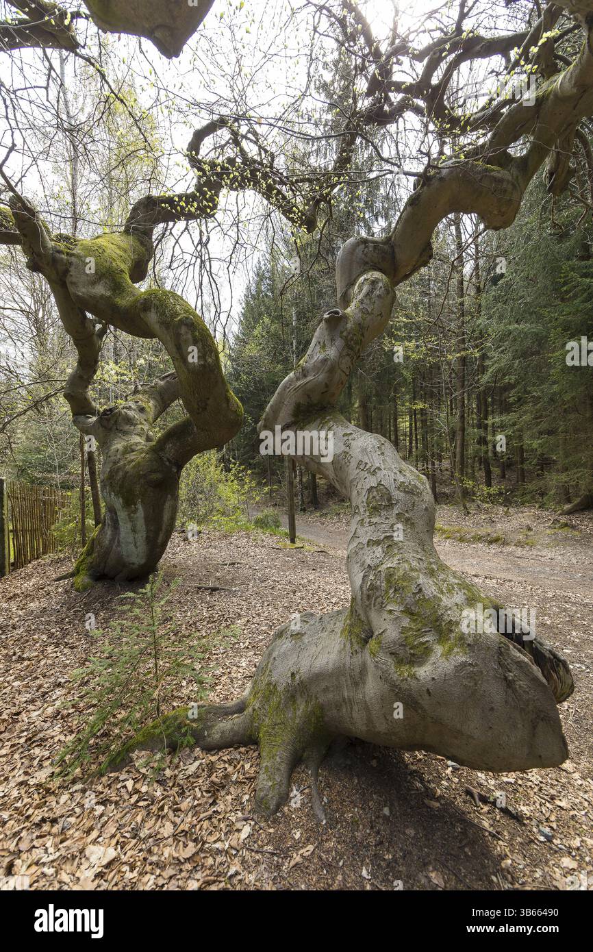 Suentelbuchen, hêtre cuivré (Fagus sylvatica), forêt de Tharandt, Saxe, Allemagne, Europe Banque D'Images