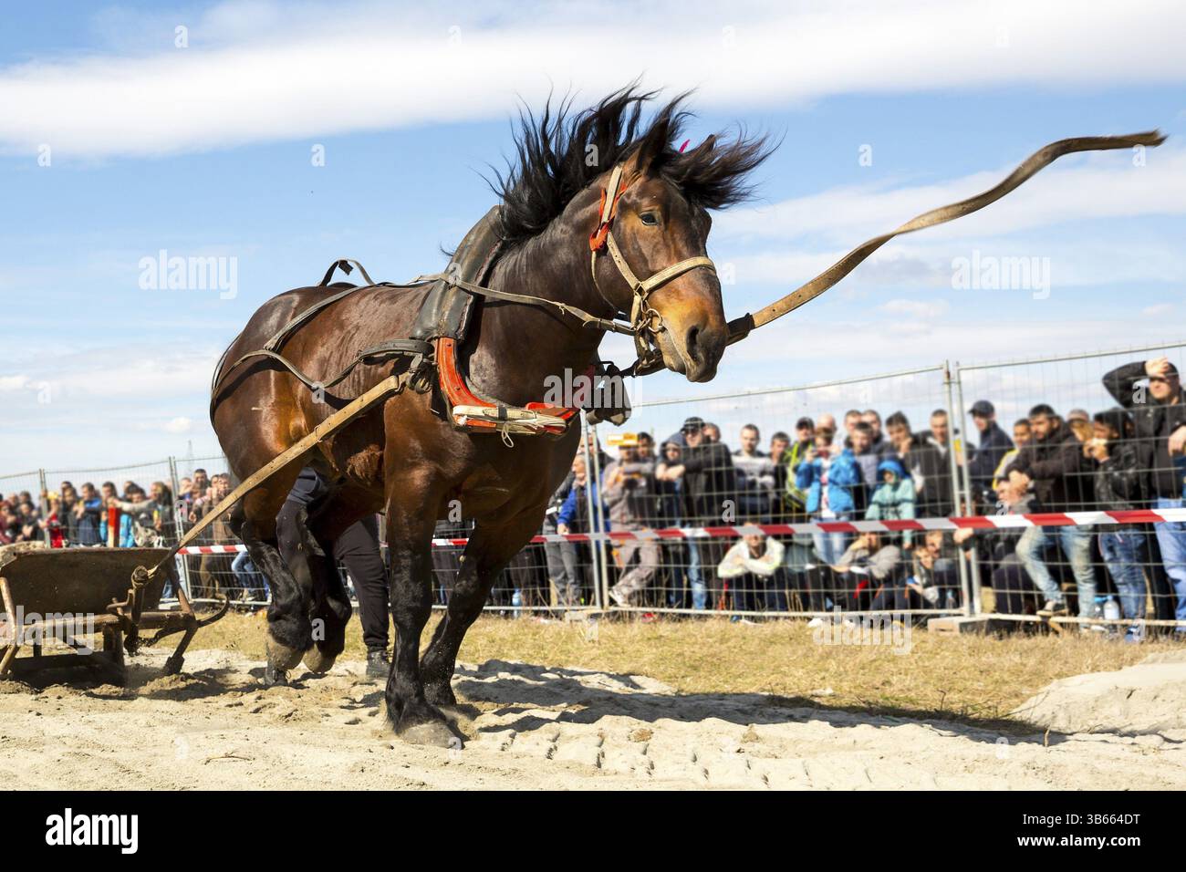 Les chevaux et leurs propriétaires participent à un tournoi de tirer lourd. Les animaux doit tirer une charge de plusieurs centaines de kilogrammes sur une piste de 30 m.. Sauts de cheval Banque D'Images Les chevaux et leurs propriétaires participent à un tournoi de tirer lourd. Les animaux doit tirer une charge de plusieurs centaines de kilogrammes sur une piste de 30 m.. Sauts de cheval Banque D'Images