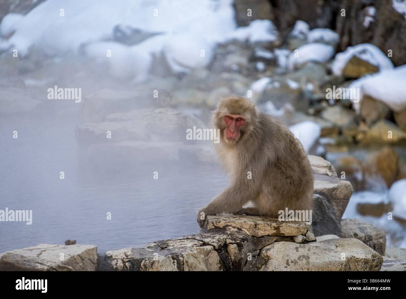 Singe des neiges japonais à l'onsen fumant en hiver Banque D'Images