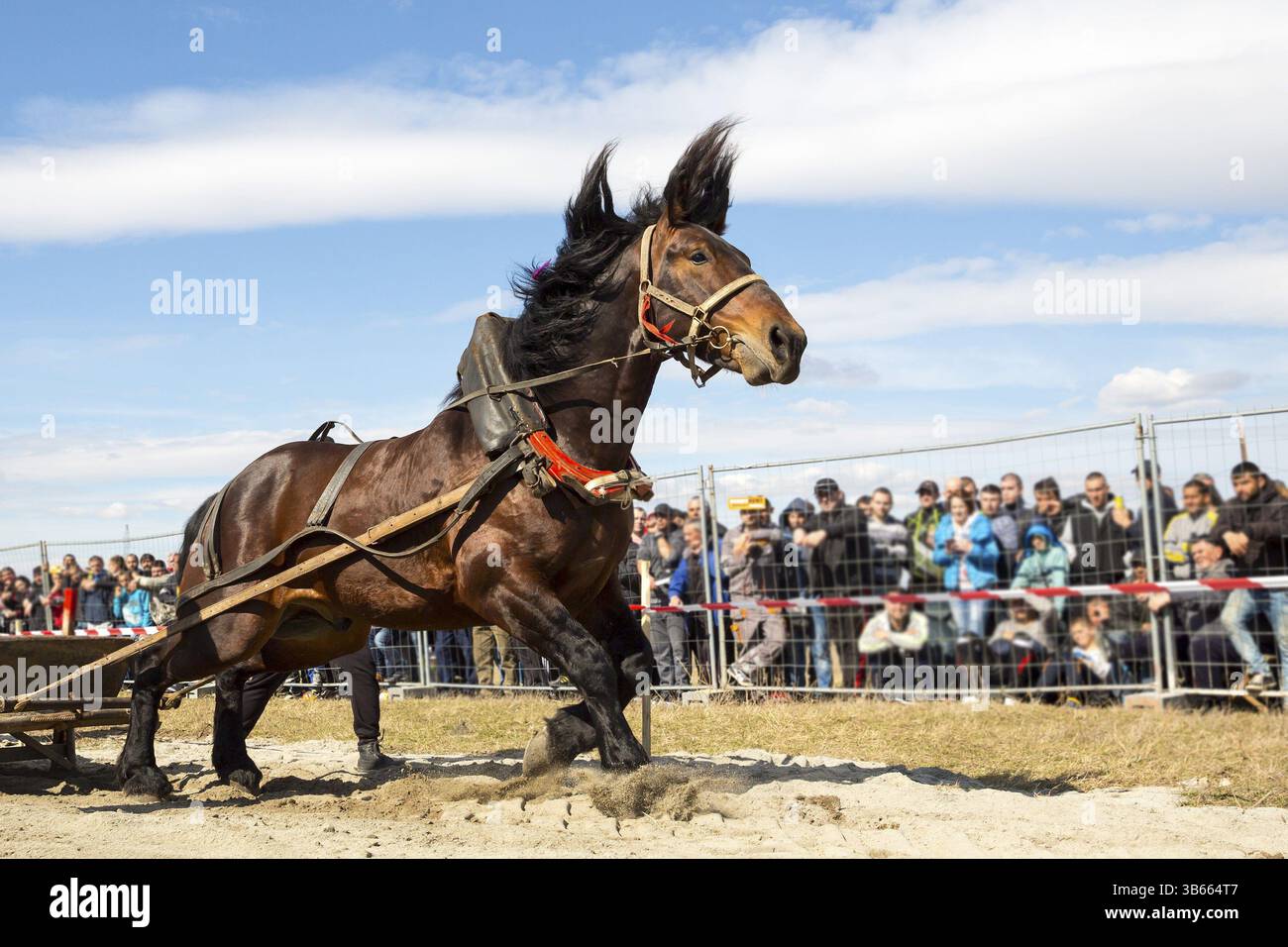 Les chevaux et leurs propriétaires participent à un tournoi heavy pull. Les animaux doivent tirer une charge de centaines de kilogrammes sur une piste de 30 M. Banque D'Images Les chevaux et leurs propriétaires participent à un tournoi heavy pull. Les animaux doivent tirer une charge de centaines de kilogrammes sur une piste de 30 M. Banque D'Images