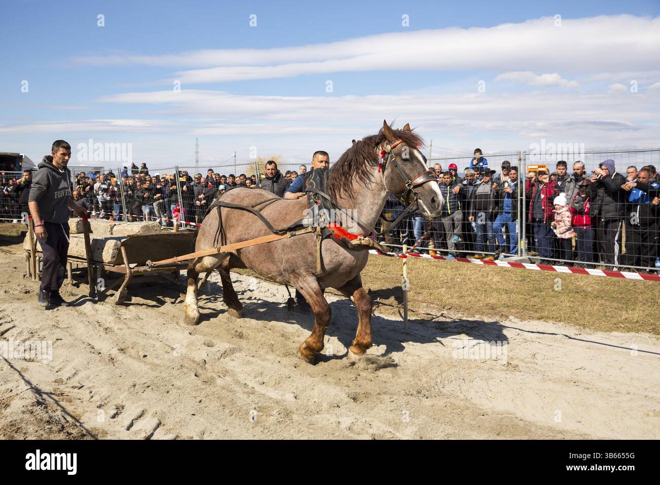 Sofia, Bulgarie - 3 mars, 2017 : les chevaux et leurs propriétaires participent à un tournoi de tirer lourd. Les animaux doit tirer une charge de centaines de kilogra Banque D'Images Sofia, Bulgarie - 3 mars, 2017 : les chevaux et leurs propriétaires participent à un tournoi de tirer lourd. Les animaux doit tirer une charge de centaines de kilogra Banque D'Images