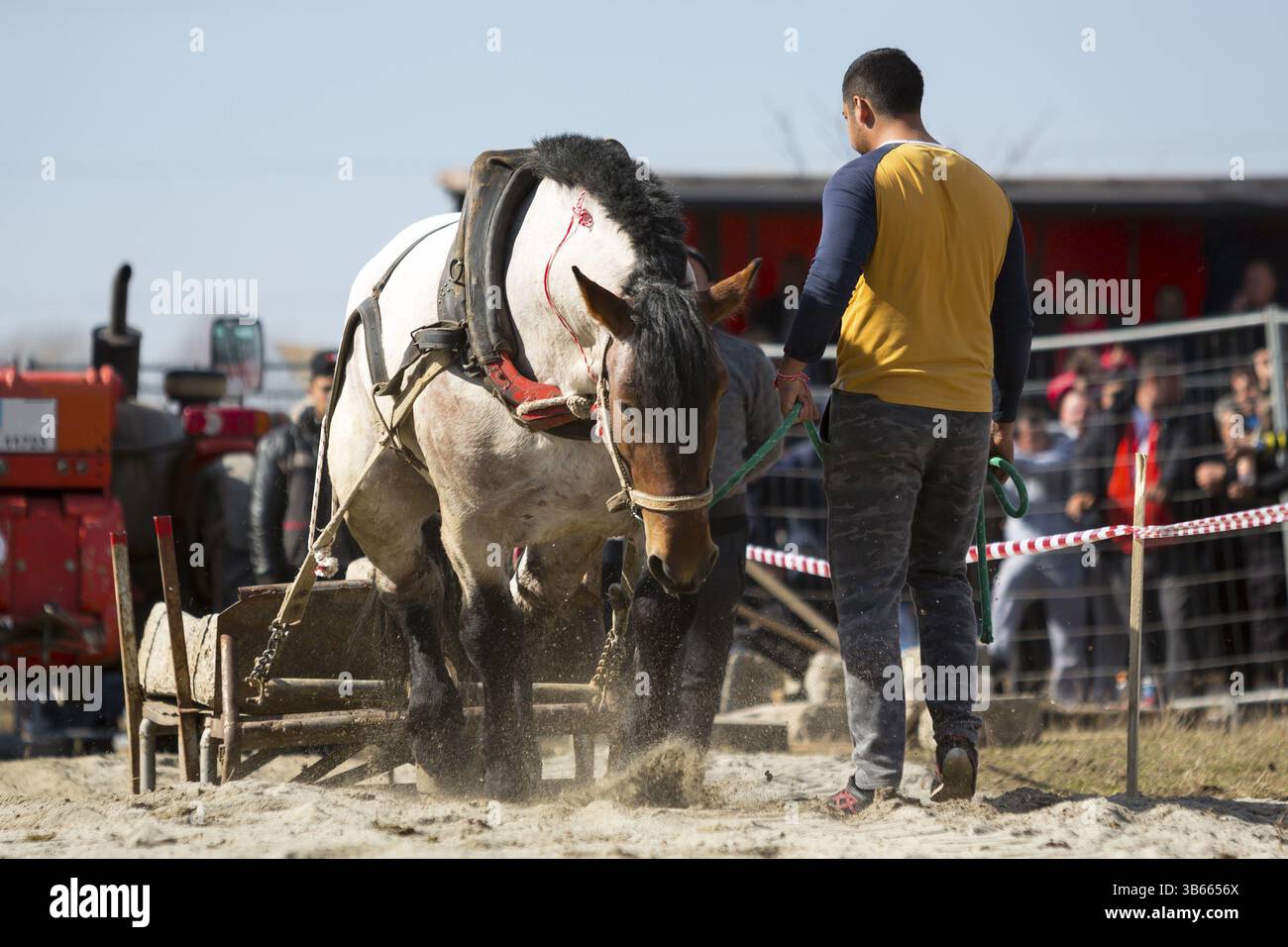 Les chevaux et leurs propriétaires participent à un tournoi heavy pull. Les animaux doivent tirer une charge de centaines de kilogrammes sur une piste de 30 M. Banque D'Images Les chevaux et leurs propriétaires participent à un tournoi heavy pull. Les animaux doivent tirer une charge de centaines de kilogrammes sur une piste de 30 M. Banque D'Images