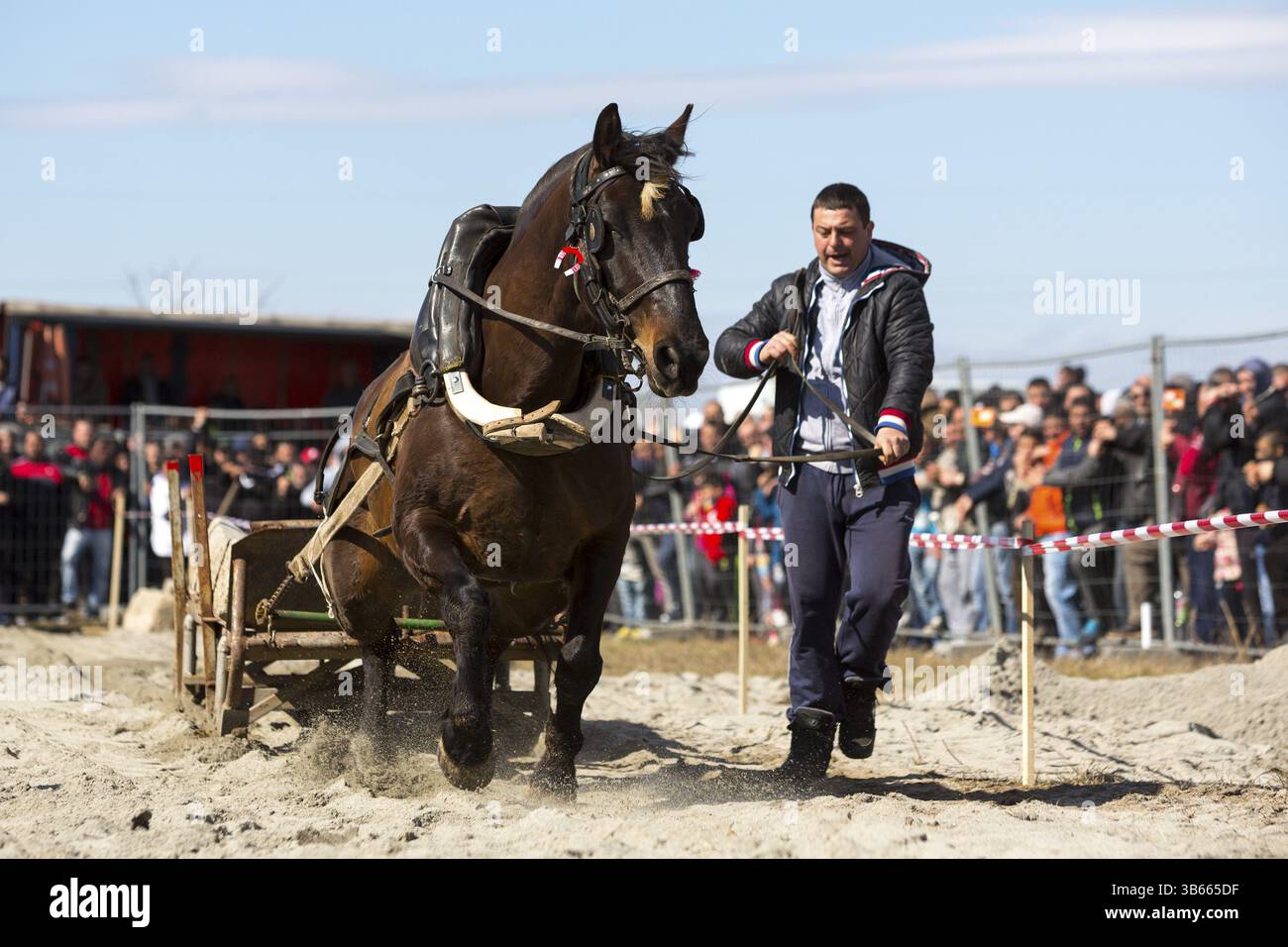 Sofia, Bulgarie - 3 mars, 2017 : les chevaux et leurs propriétaires participent à un tournoi de tirer lourd. Les animaux doit tirer une charge de centaines de kilogra Banque D'Images Sofia, Bulgarie - 3 mars, 2017 : les chevaux et leurs propriétaires participent à un tournoi de tirer lourd. Les animaux doit tirer une charge de centaines de kilogra Banque D'Images