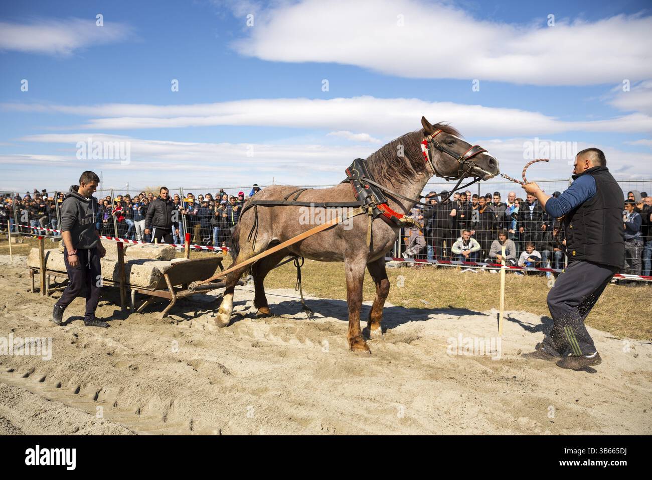 Sofia, Bulgarie - 3 mars, 2017 : les chevaux et leurs propriétaires participent à un tournoi de tirer lourd. Les animaux doit tirer une charge de centaines de kilogra Banque D'Images Sofia, Bulgarie - 3 mars, 2017 : les chevaux et leurs propriétaires participent à un tournoi de tirer lourd. Les animaux doit tirer une charge de centaines de kilogra Banque D'Images