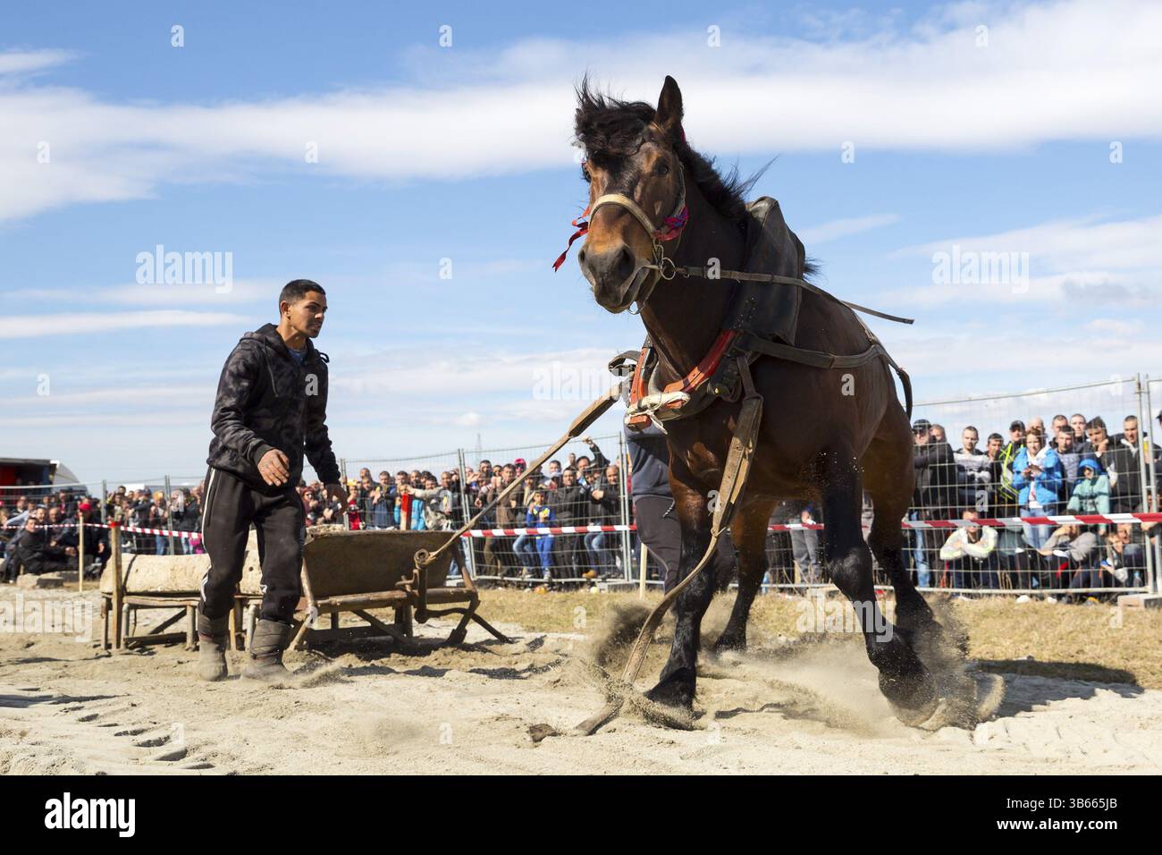 Sofia, Bulgarie - 3 mars, 2017 : les chevaux et leurs propriétaires participent à un tournoi de tirer lourd. Les animaux doit tirer une charge de centaines de kilogra Banque D'Images Sofia, Bulgarie - 3 mars, 2017 : les chevaux et leurs propriétaires participent à un tournoi de tirer lourd. Les animaux doit tirer une charge de centaines de kilogra Banque D'Images