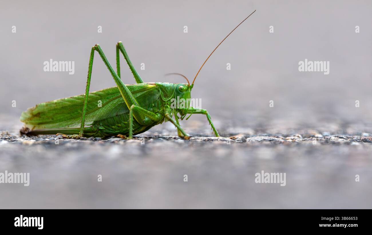 portrait en gros plan d'un grand cricket vert assis sur une route, fond gris clair, tettigonia viridissima, 16x9 Banque D'Images