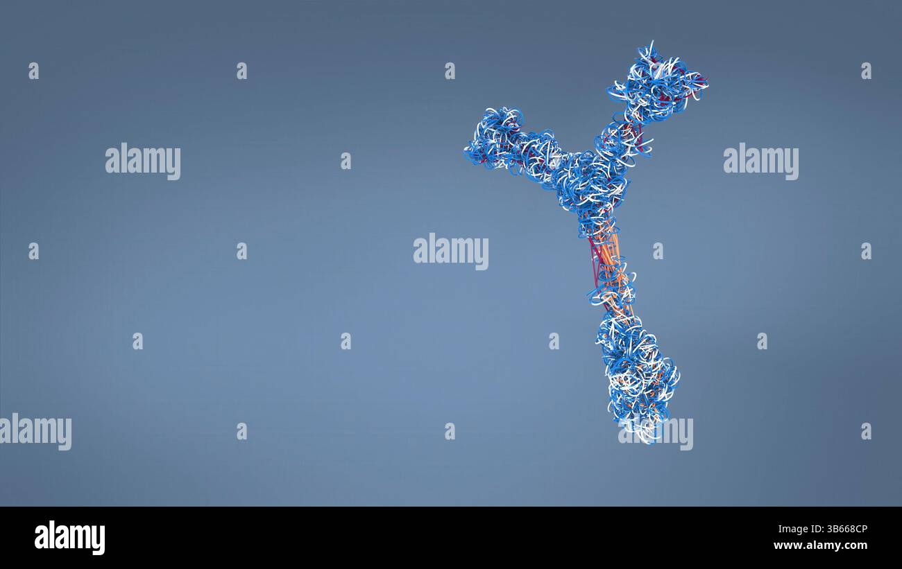 Anticorps, illustration. Cette molécule en y possède deux bras qui peuvent se lier à des antigènes spécifiques, par exemple des protéines virales ou bactériennes. Ce faisant, ils marquent l'antigène pour la destruction par les phagocytes, les globules blancs qui ingèrent et détruisent les corps étrangers. Les anticorps peuvent également tuer certains pathogènes directement et neutraliser les toxines. Banque D'Images