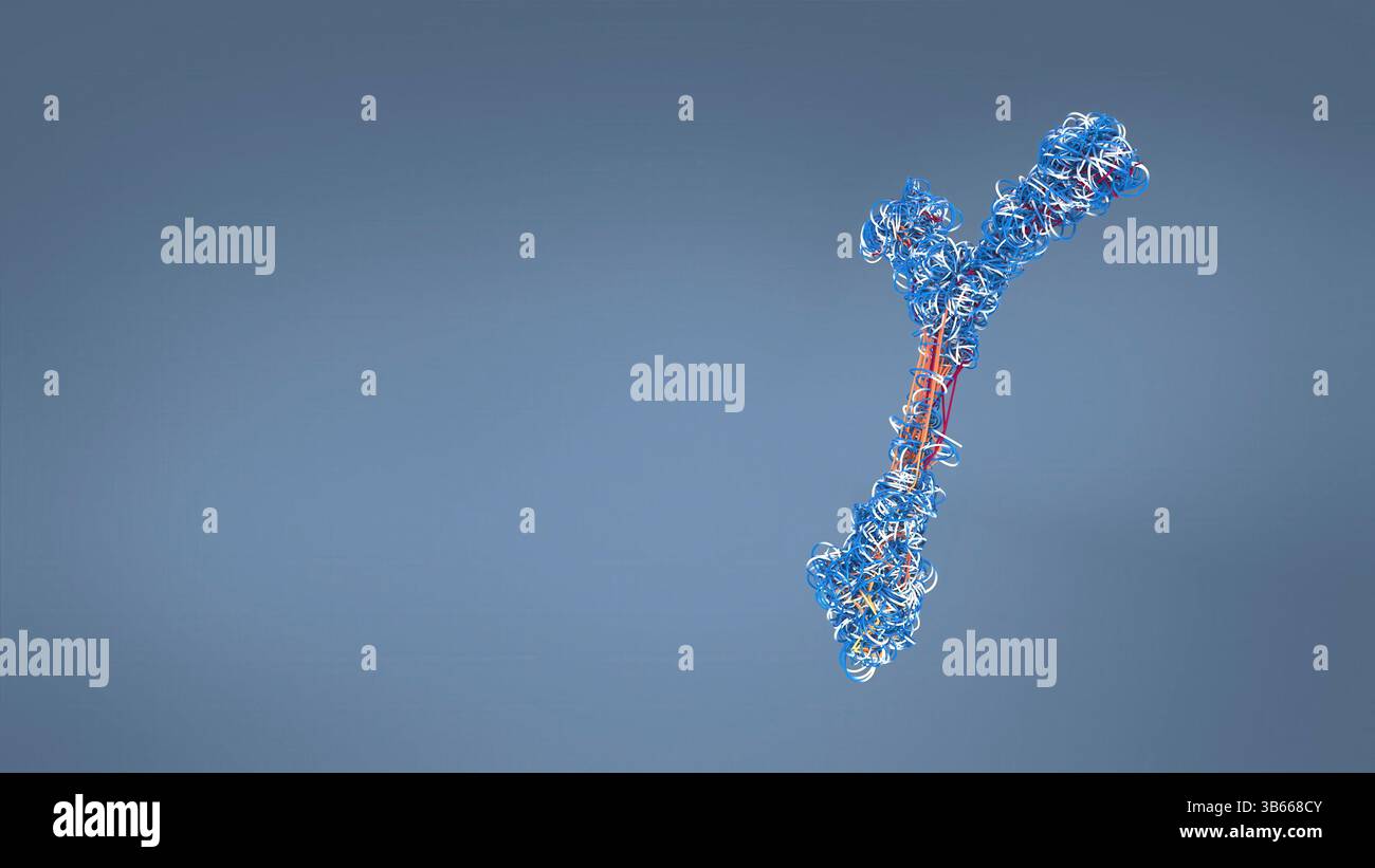 Anticorps, illustration. Cette molécule en y possède deux bras qui peuvent se lier à des antigènes spécifiques, par exemple des protéines virales ou bactériennes. Ce faisant, ils marquent l'antigène pour la destruction par les phagocytes, les globules blancs qui ingèrent et détruisent les corps étrangers. Les anticorps peuvent également tuer certains pathogènes directement et neutraliser les toxines. Banque D'Images