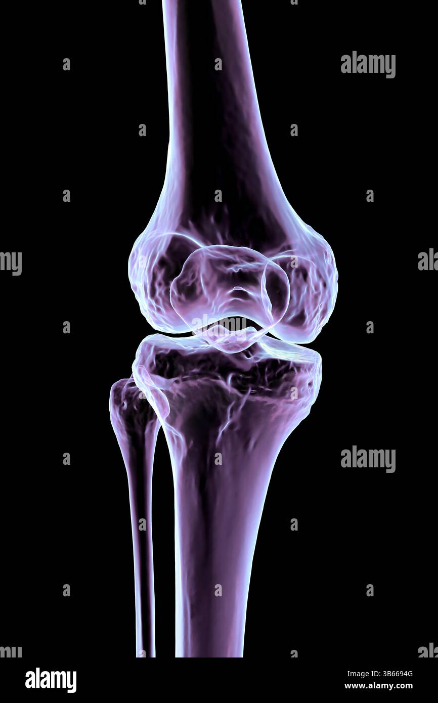 Illustration de l'anatomie des os du genou, représentant le fémur, le tibia, le péroné et la rotule. Banque D'Images